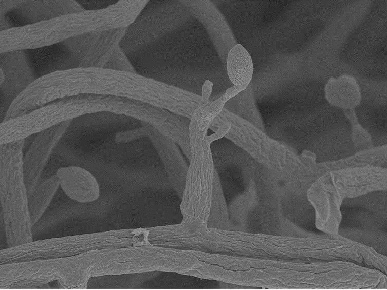 Ophiocordyceps mosingtoensis